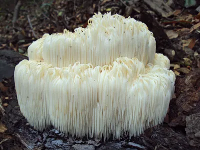 Lion’s Mane