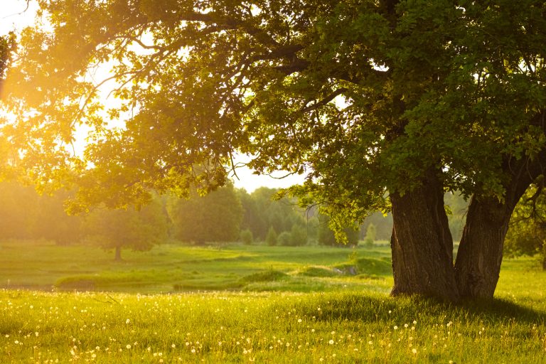 Mighty oak tree. Sunset in the evening. The concept of wisdom and longevity