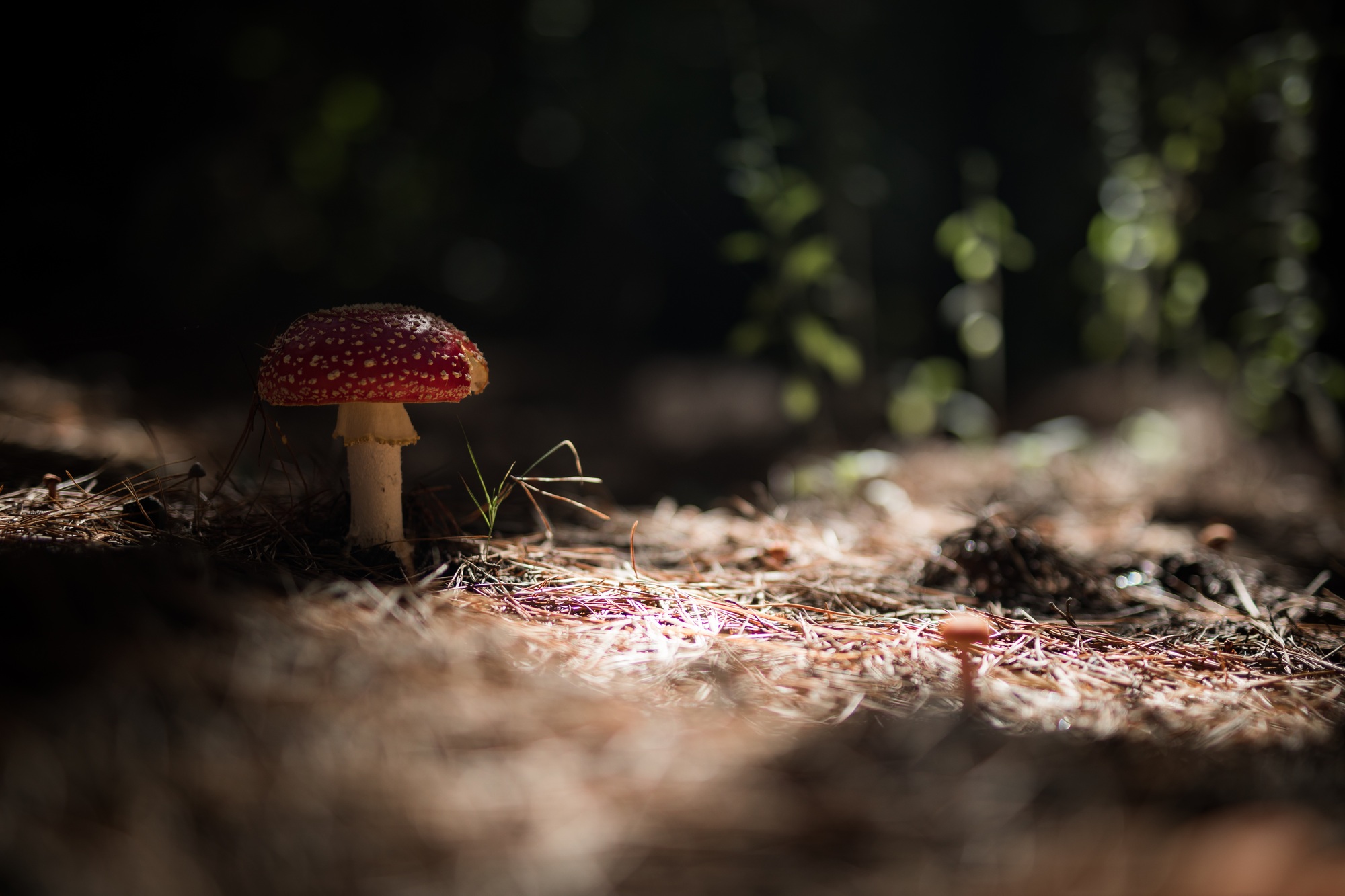 Mushroom